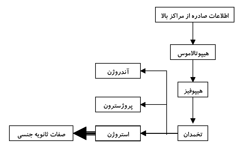 بیومکانیک رشد دوره نوجوانی 4 javan