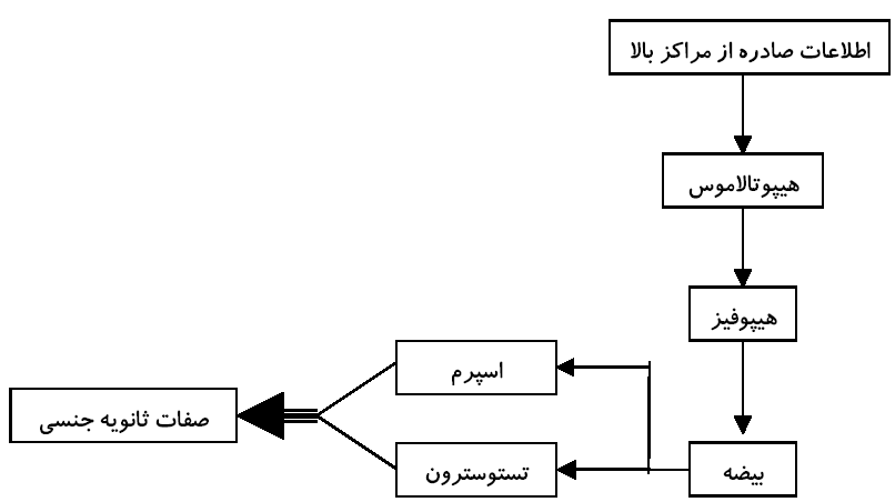 بیومکانیک رشد دوره نوجوانی 5 javan1