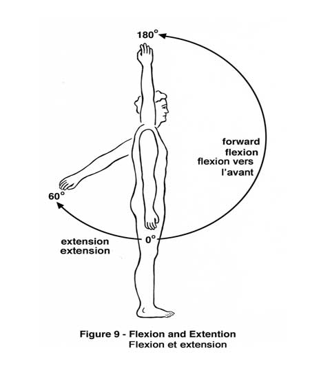 آشنایی با حركات بازو و عضلات درگیر 13 shoulder_flexion-elmevarzesh
