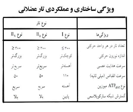 انواع تار عضلانی و ویژگی آن ها 9 muscle-fiber-types-and-their-characteristics