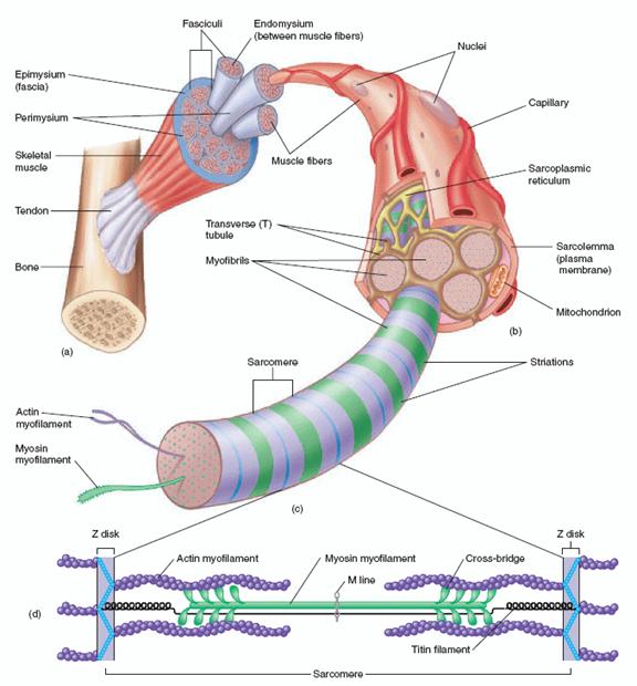 فیزیولوژی عضلات 5 فیزیولوژی عضلات
