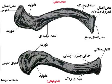 آناتومی استخوان های شانه 4 آناتومی استخوان های شانه