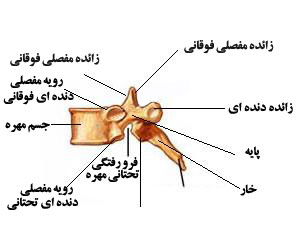 آناتومی مهره ها و ستون فقرات آناتومی مهره ها و ستون فقرات