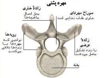 آناتومی مهره ها و ستون فقرات آناتومی مهره ها و ستون فقرات