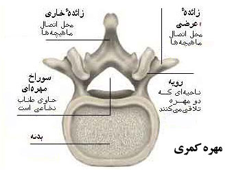 آناتومی مهره ها و ستون فقرات آناتومی مهره ها و ستون فقرات