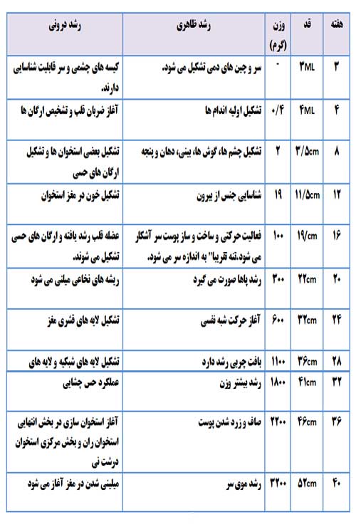 رشد و تکامل جسمانی 5 2-Physical-development-elmevarzesh