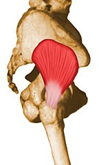 عضلات موثر بر حرکات مفصل ران 30 Gluteus Minimus-elmevarzesh