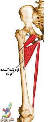 عضلات موثر بر حرکات مفصل ران 33 Pectineus.