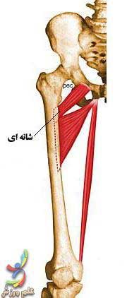 عضلات موثر بر حرکات مفصل ران 22 Pectineus