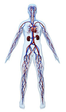 فیزیولوژی سیاهرگ ها 3 Vein Physiology