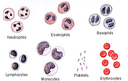 انواع سلول های خون 7 blood_cells_chart3