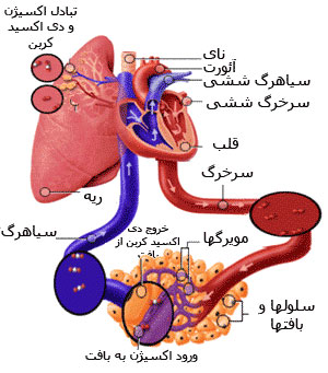 سیاهرگ ها یا ورید 5 سیاهرگ ها یا ورید