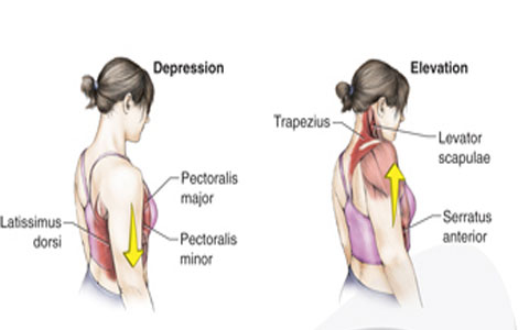 حرکات کمربند شانه 5 depression