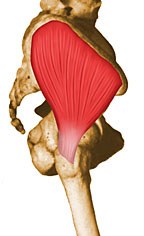 عضلات موثر بر حرکات مفصل ران 29 gluteus medius-elmevarzesh