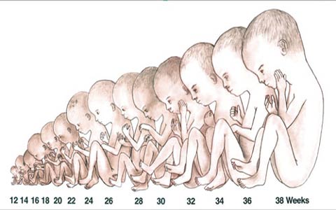 رشد و تکامل جسمانی 4 stages_of_fetal_growth