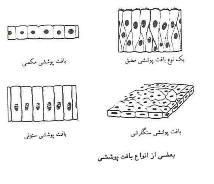 آناتومی سلول و بافت 10 آناتومی سلول