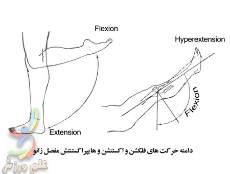 حرکات فلکشن و اکستنشن Knee-flexion-and-extension