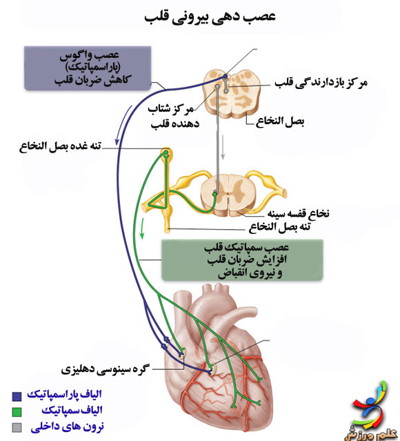 تنظیم ذاتی ضربان قلب 5 Nerves-of-the-heart-elmevarzesh