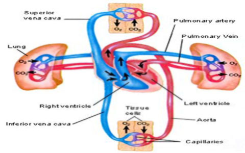 سیستم گردش خون بدن 4 blood-circulation