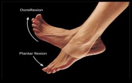 dorsifelxion plantarfelxion