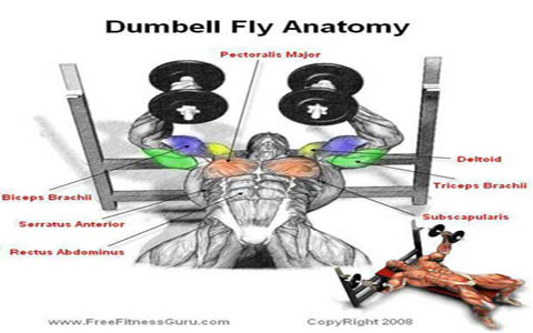 پروانه دمبل تقویت عضلات شانه ای 3 dumbell-fly-anatomy-1-elmevarzesh