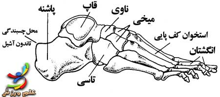 آشنایی با حرکات و عضلات مچ پا 5 foot