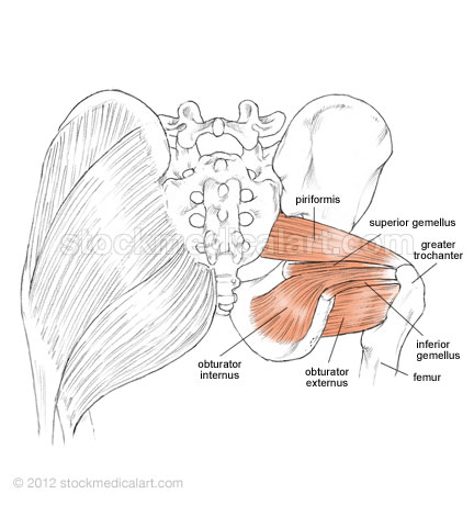 عضلات موثر بر حرکات مفصل ران 35 hip-rotator