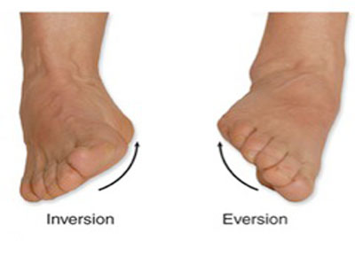 آشنایی با حرکات و عضلات مچ پا 7 inversion-eversion-elmevarzesh