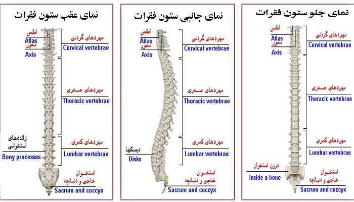 آناتومی مهره ها و ستون فقرات آناتومی مهره ها و ستون فقرات