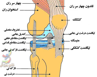 آشنایی با حرکات و عضلات مفصل زانو لیگامنت های نگه دارنده مفصل زانو
