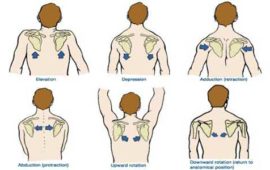 Shoulder movements