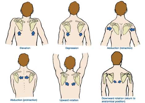 آشنایی با حرکات و عضلات کتف 12 Shoulder-movements-elmevarzesh