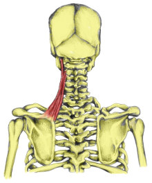 آشنایی با حرکات و عضلات کتف 15 levator_scapulae220