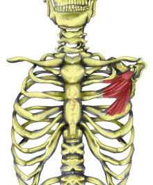 آشنایی با حرکات و عضلات کتف 17 pec_minor