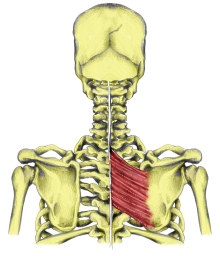 آشنایی با حرکات و عضلات کتف 14 rhomboids_muscle220