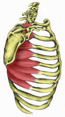 آشنایی با حرکات و عضلات کتف 16 serratus_anterior220