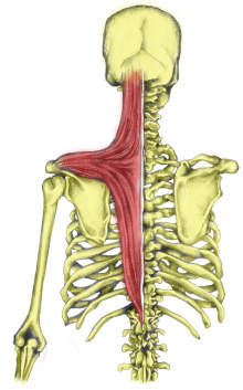 آشنایی با حرکات و عضلات کتف 13 trapezius200