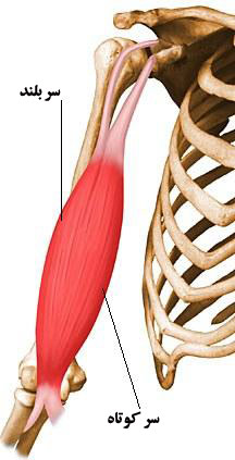 آشنایی با حركات بازو و عضلات درگیر 16 Biceps-brachii-elbow