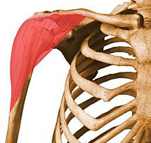 عضله دلتوئید Deltoid-elmevarzesh