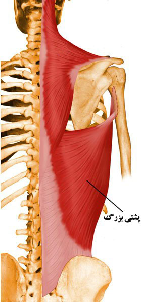 پشتی بزرگ Latissimus-Dorsi-elmevarzesh
