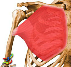 آشنایی با حركات بازو و عضلات درگیر 18 Pectoralis-Major-elmevarzesh