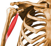 آشنایی با حركات بازو و عضلات درگیر 17 coracobrachialis
