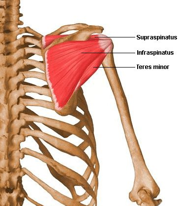 آشنایی با حركات بازو و عضلات درگیر 23 rotator_cuff