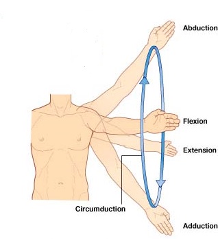 آشنایی با حركات بازو و عضلات درگیر 15 sholder rotation