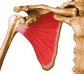 آشنایی با حركات بازو و عضلات درگیر 22 subscapular