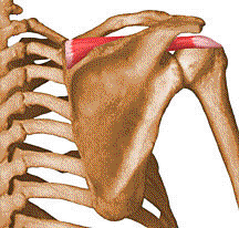 آشنایی با حركات بازو و عضلات درگیر 20 supraspinatus