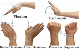 wrist flexion extension