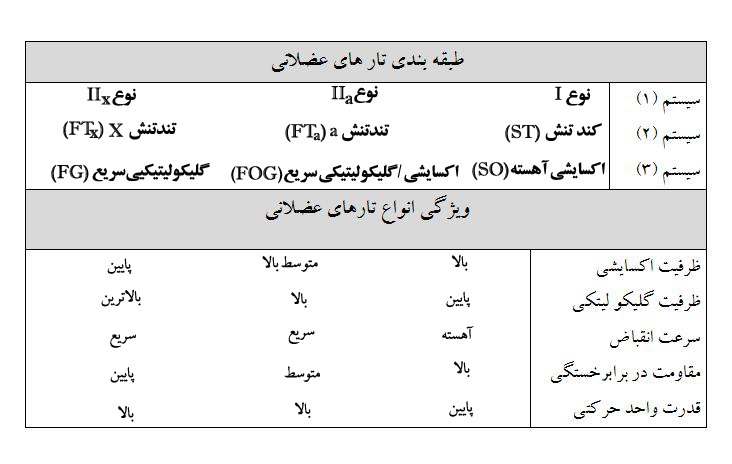 انواع تار عضلانی و ویژگی آن ها 7 01