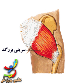 عضلات موثر بر حرکات مفصل ران 28 Gluteus-Maximus