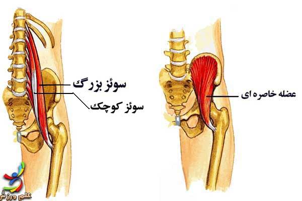 آناتومی عضلات لگن خاصره آناتومی عضلات لگن خاصره